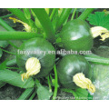Wholesale pumpkin seeds For Growing-Yorcen No.2
